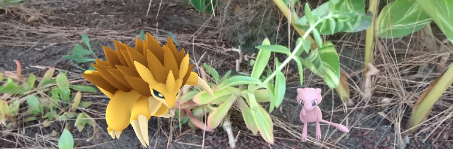 Pokémon Go pequeno, mas raro