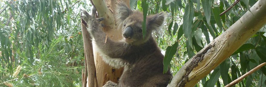 koala-1327568