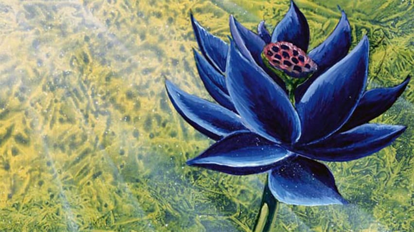 Schwarzer Lotus - Art.-Nr
