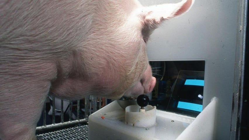 Jedna ze świń Yorkshire używająca joysticka do grania w grę wideo.
