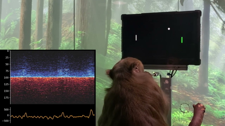 קוף Neuralink פונג מוח