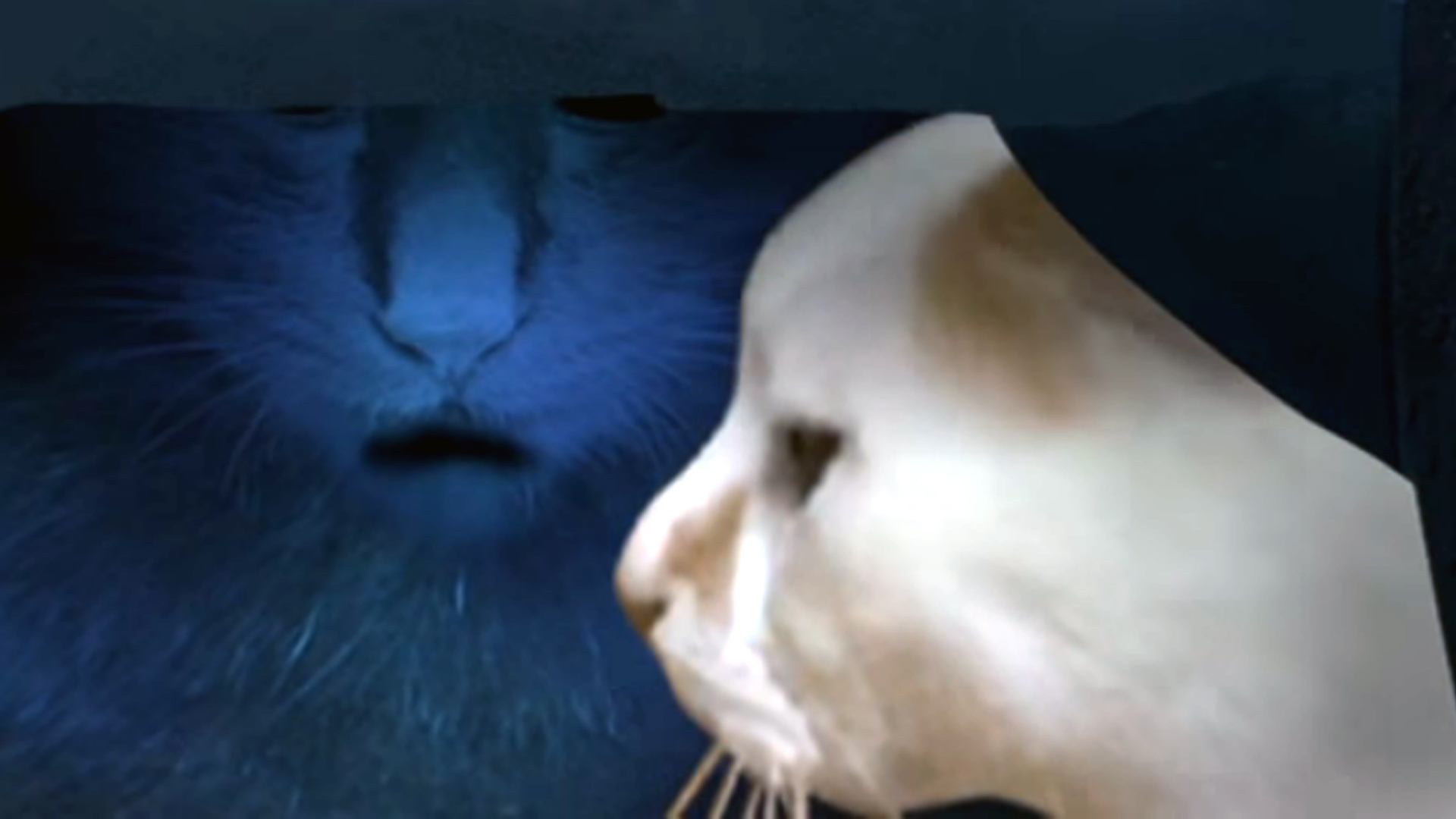 J-horror Tsugunohi features The Grudge for cats
