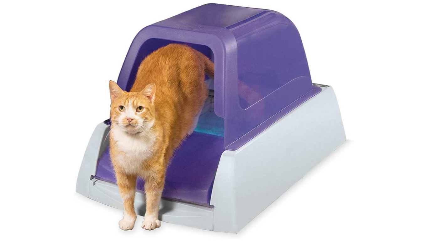 Cat in a purple litter box